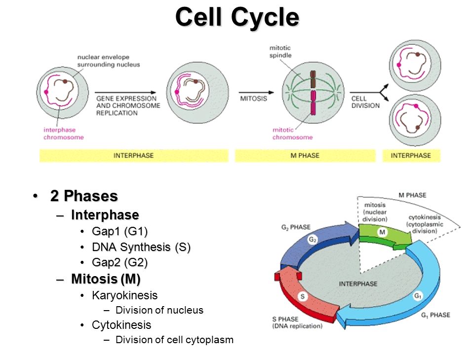 Short Essay for Biology Students on Cell Cycle